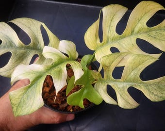 ラフィドフォラ ホワイトモンスター - Etsy 日本