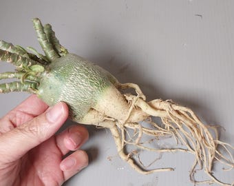Adenium cuerno de Dorset