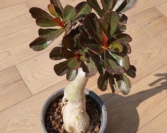 Adenium obesum red leave