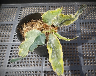 Begonia Dainty spray spot