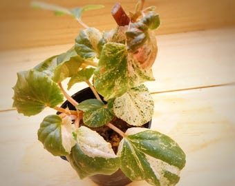 begonia cucullata sp rosa variegada
