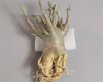 Adenium arabicum Músculos compactos