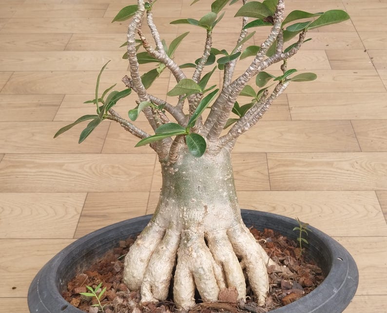 Poo Rachinee Adenium Socotranum Thaisoco Rachinee Rcn - Etsy