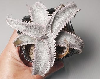 Bromelia Dyckia marnier Lapostollei espina rosa