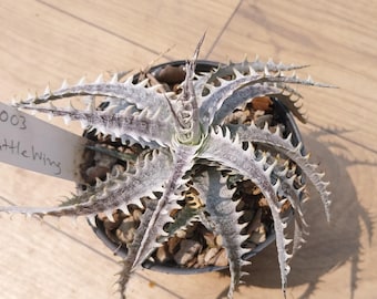 Bromeliad Dyckia hybrid5
