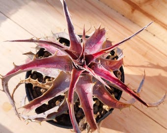 Bromelia Dyckia goehringii nueva X maratón