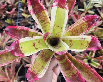 bromelia neoregelia Mai Tigre dorado