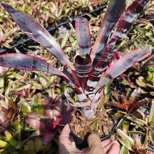 Bromeliad Aechmea OTTO - Etsy