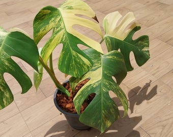 Bromeliad Aechmea Titan Force - Etsy