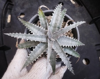 Bromeliad Dyckia 163 X  snow shark