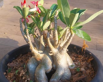 Adenium arabicum kaki