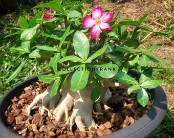 Adenium arabicum 25seeds god champ