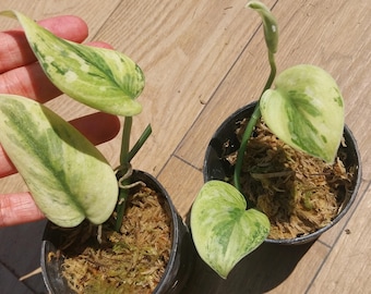Scindapsus Exotica Hologram Variegated (2 macetas)