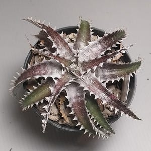 Dyckia - Etsy