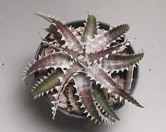 Bromelia Dyckia goehringii nueva X maratón #3