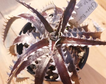 Bromelia Dyckia híbrida #5