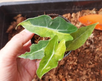 Alocasia Amazonica splash