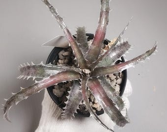 Bromelia Dyckia Híbrido sin nombre