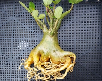 adenium socotranum  thaisoco CHADA DOKDOK