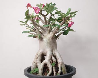 adenium socotranum KONG CHADA DOKDOK thai soco