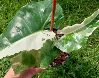 filodendro paraíso verde albo abigarrado
