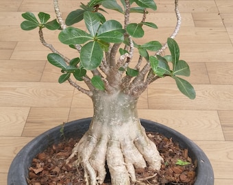 adenium socotranum Thaisoco  rachinee rcn