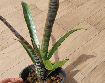 Fuerza Titán de Aecmea Chantinii
