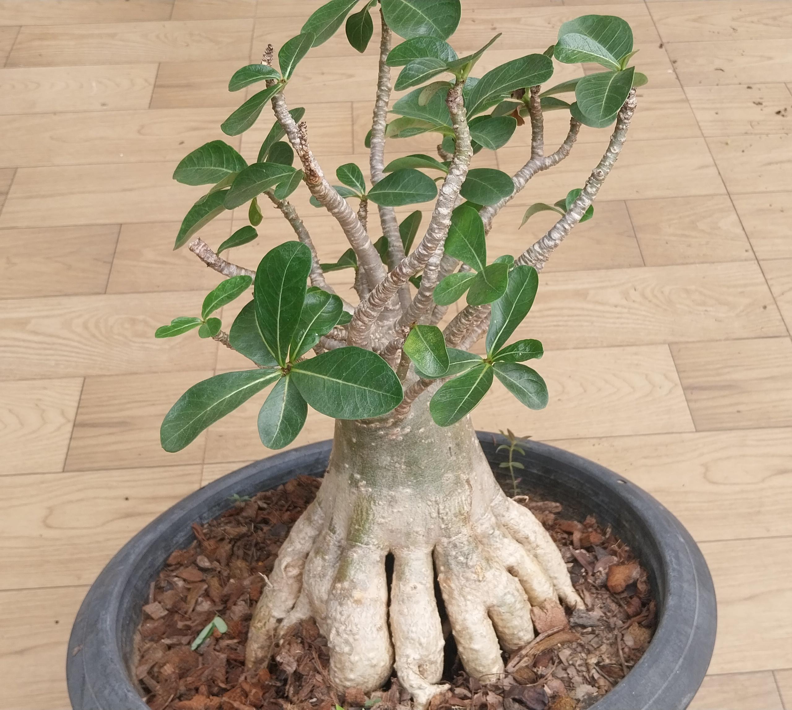 Poo Rachinee Adenium Socotranum Thaisoco Rachinee Rcn - Etsy
