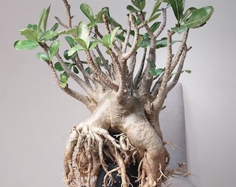 Adenium arabicum 65 x 50 cm