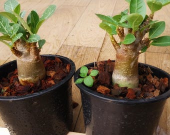 Black Adenium Thai soco 2