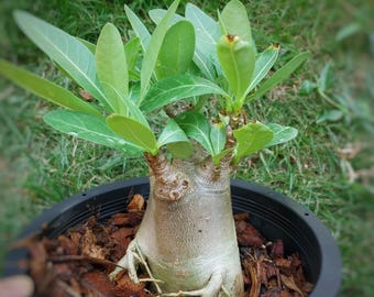 adenium arabicum moopa