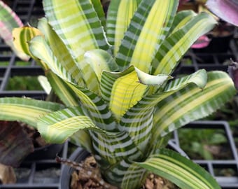 Bromelia Aechmea Chantinii samurai
