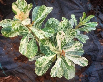 アデニウム オベスム 斑入り - Etsy 日本