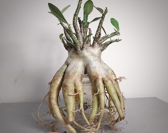 Adenium Arabicum beauty Form