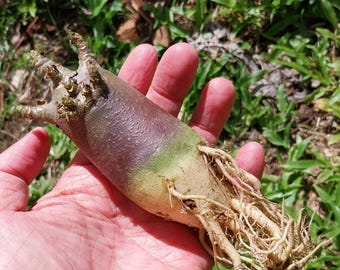 Adenium arabum negro moopa kalamea