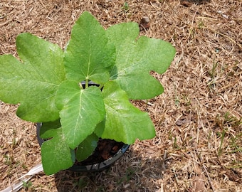 Fig i258 figtree