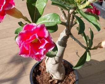 Adenium Obesum Grafted size pot 6 Inch