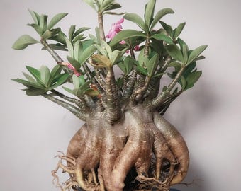 Adenium Arabicum oscuro