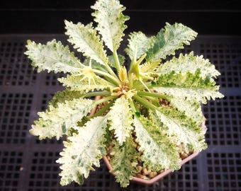 Dorstenia Horwoodii híbrido abigarrado