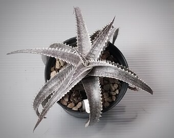 Bromeliad Dyckia Hybrid unknow name