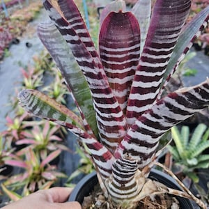 ブロメリア・エアープランツ Aechmea Titan Force Bromeliad Aechmea Titan Force - Etsy