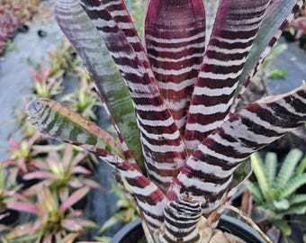ブロメリア・エアープランツ Neoregelia High Voltage Neoregelia 'High Voltage' – bromeliad.com