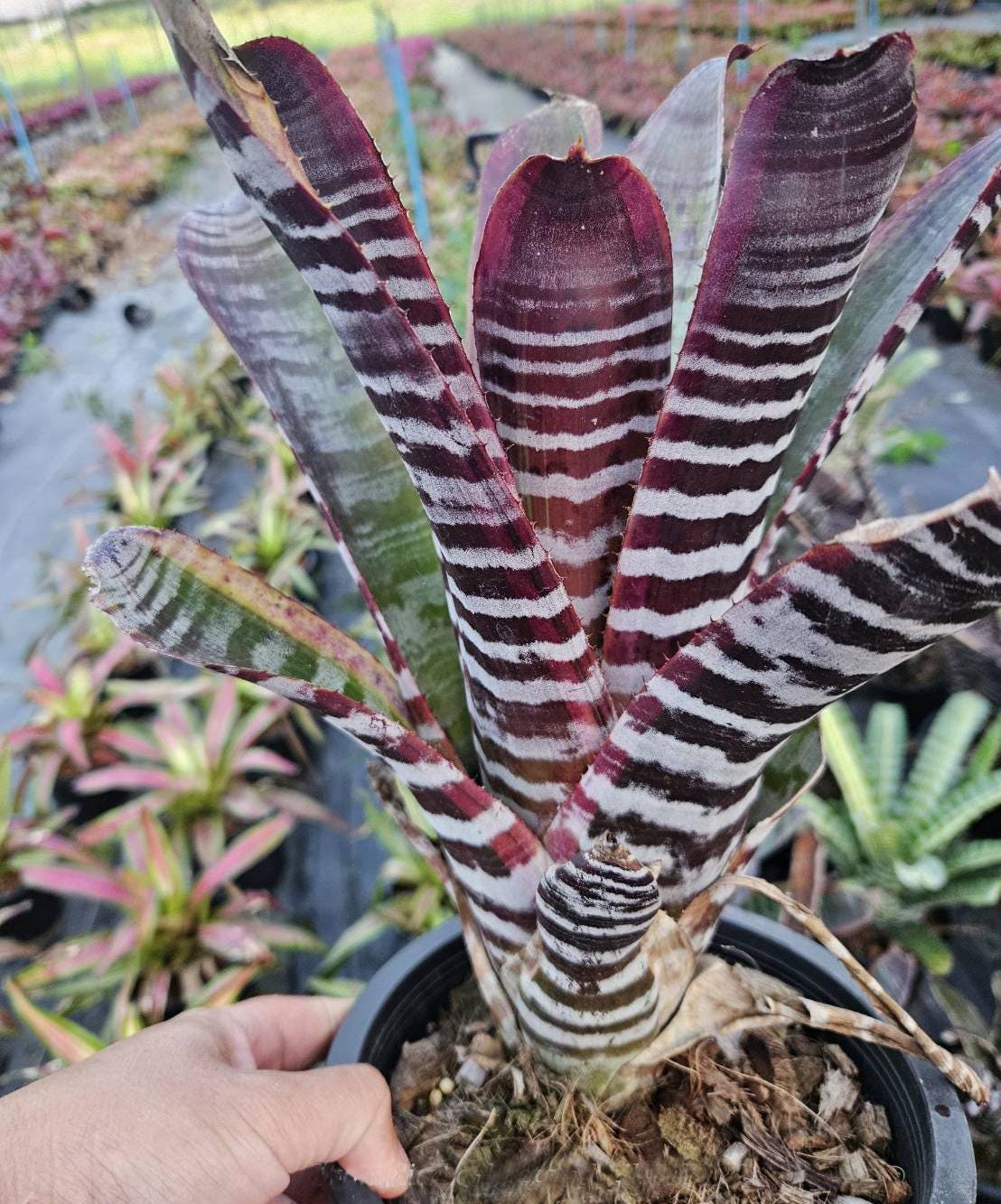 パフィオ777 Aechmea Black Ebony Aechmea Black on Black - Etsy