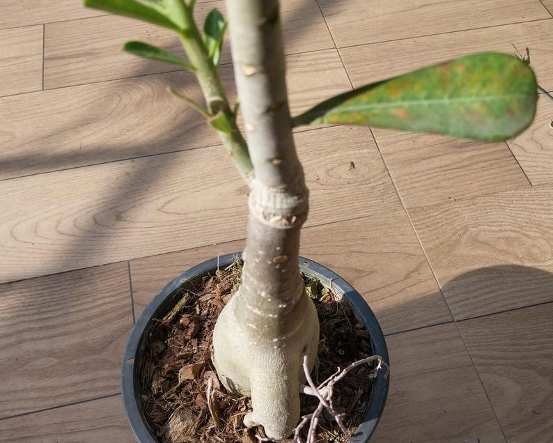 Adenium Obesum Grafted Size Pot 6 Inch - Etsy
