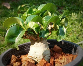 Cuerno de Dorset Adenium DHA thaisoco