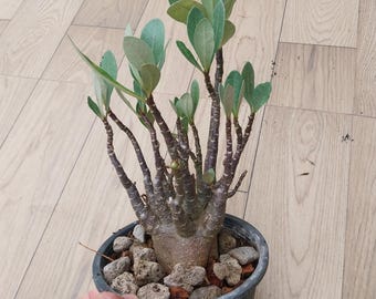 Adenium arabicum payao