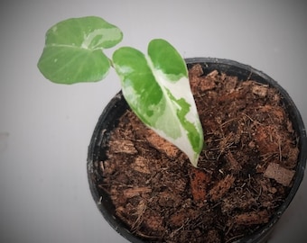 Alocasia okinawa