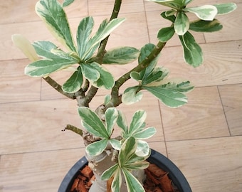Adenium obesum variegado tailandés