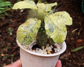 Dorstenia Lavrani variegated hybrid