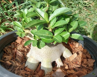 adenium arabicam God Champ
